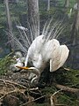 Ardea alba