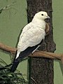 Ducula bicolor