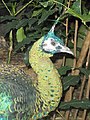 Pavo muticus