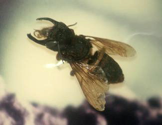 File:Stavenn Megachile pluto.jpg